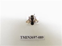 藏品(膜翅目(蜂))的圖片